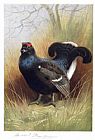 Blackcock